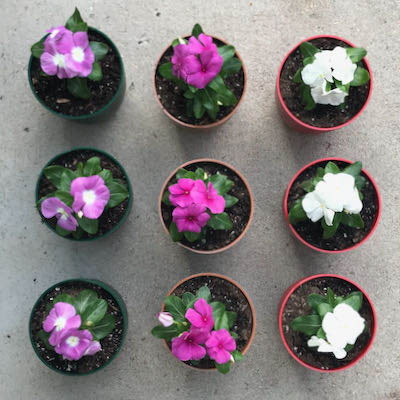 Top-down view of nine flower pots planted with vinca
