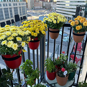 Inspirational balcony garden display in on small apartment balcony in downtown Denver.